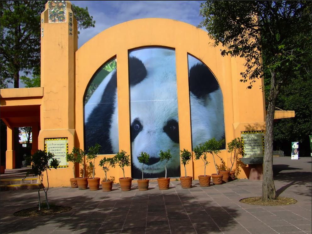 imagen de un oso panda