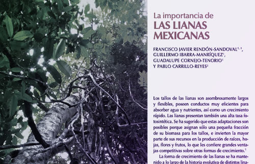 Portadilla de <p>Murmullos de las selvas mexicanas</p>