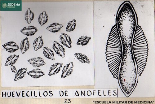 Imagen de Huevecillos de anófeles (propio), Representación gráfica de los huevecillos del mosquito anófeles o anopheles, responsable de la transmisión de la malaria (atribuido)