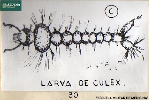 Imagen de Larva de culex (propio), Representación gráfica de la larva del mosquito culex o mosquito común, responsable de la transmisión de distintas enfermedades (atribuido)