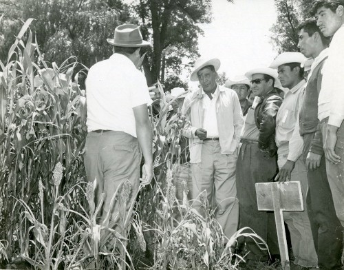 Imagen de Revisando el cultivo del maíz (propio)