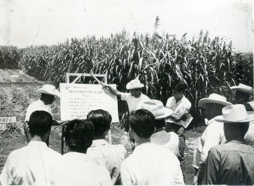 Imagen de Capacitando a los campesinos en el cultivo del maíz (propio)