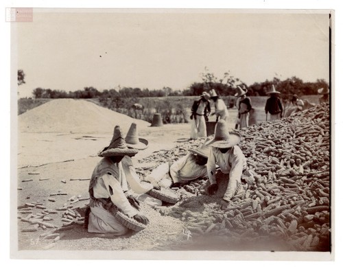 Imagen de Campesinos desgranando mazorcas