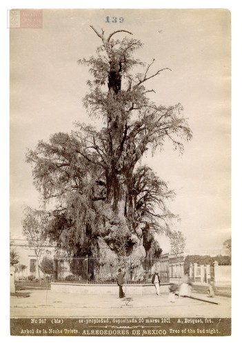 Imagen de "Árbol de la Noche Triste"