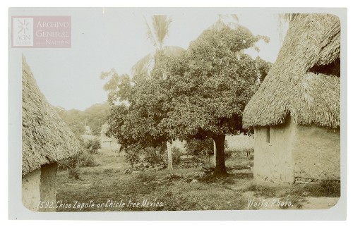 Imagen de "Chico Zapote or Chicle tree Mexico"