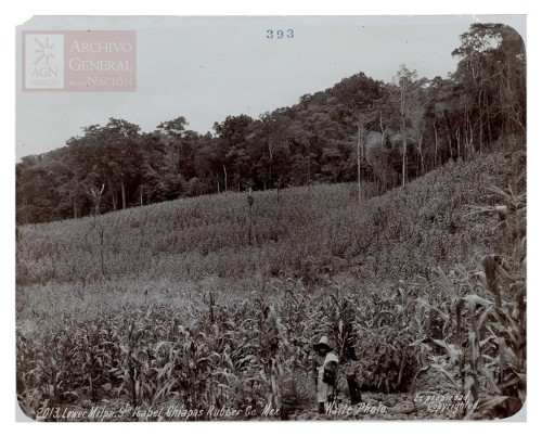 Imagen de "Lower Milpa. Sta. Isabel Chiapas Rubber Co. Mex."