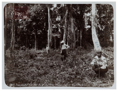 Imagen de "Trees planted Feb. 1901 Rio Michol R. Co. Chiapas Co."