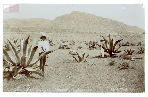 Imagen de "Tetzcotzinco hill, where the king of Texcoco had his Palace"