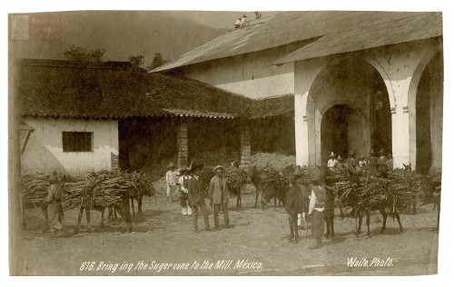 Imagen de "Bring ing the Suger cane to the Mill. México"