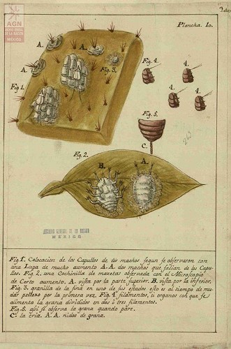 Imagen de Plancha 10, fig. 1. Colocación de los capullos de los machos según se observaron con una lupa de mucho aumento. Observaciones de José Antonio Álzate (atribuido)