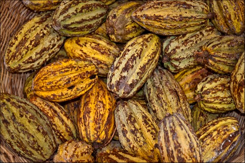 Imagen de Cacao (atribuido)