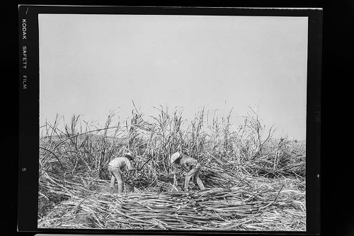 Imagen de Fotografía documental rural de la agricultura y el campo (atribuido)