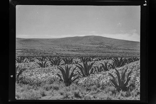 Imagen de Fotografía documental rural de la agricultura y el campo (atribuido)