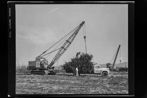 Imagen de Fotografía documental rural de la agricultura y el campo (atribuido)