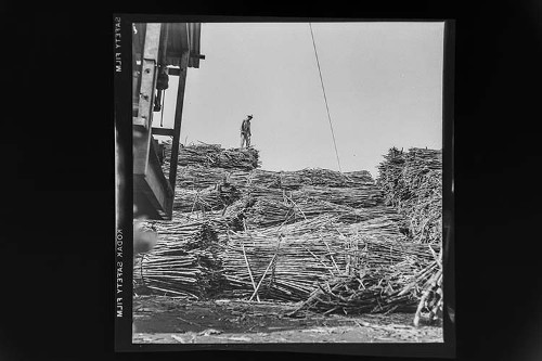 Imagen de Fotografía documental rural de la agricultura y el campo (atribuido)