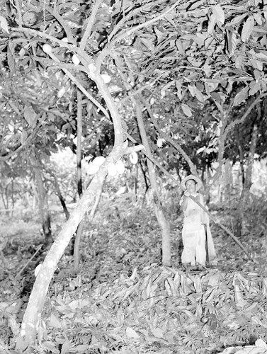 Imagen de Corte de cacao en una plantación de Villahermosa (propio)