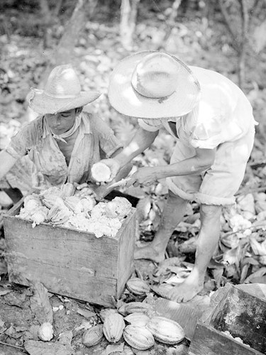 Imagen de Campesinos abren la cáscara para sacar el cacao (propio)