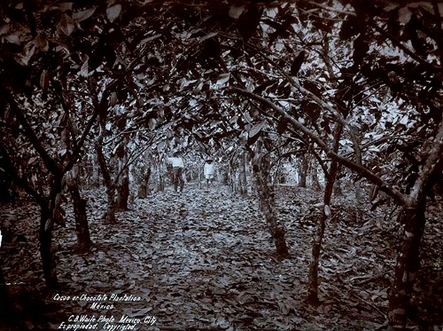 Imagen de Cacao or Chocolate Plantation, Hombres en una plantación de Cacao (propio)