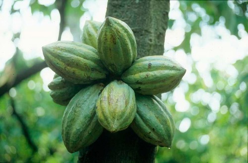 Imagen de Fruto de cacao (propio)