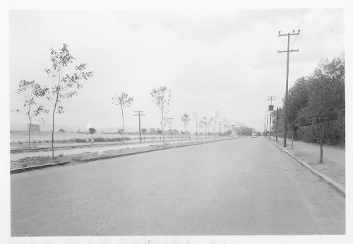 Imagen de Camellones en Av. del Castillo en Lomas de Chapultepec