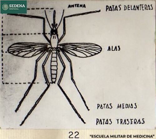 Imagen de Representación gráfica de la morfología del mosquito anófeles o anopheles, responsable de la transmisión de la malaria (atribuido)