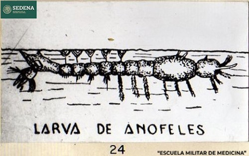 Imagen de Larva de anofeles (propio), Representación gráfica de la larva, vista de perfil, del mosquito anófeles o anopheles, responsable de la transmisión de la malaria (atribuido)