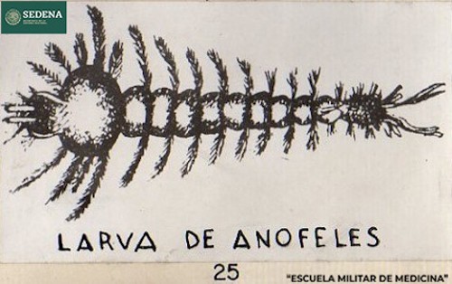 Imagen de Larva de anófeles (propio), Representación gráfica de la larva, vista desde arriba, del mosquito anófeles o anopheles, responsable de la transmisión de la malaria (atribuido)
