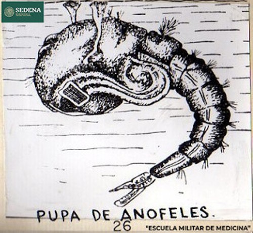 Imagen de Pupa de anófeles (propio), Representación gráfica de la pupa del mosquito anófeles o anopheles, responsable de la transmisión de la malaria (atribuido)