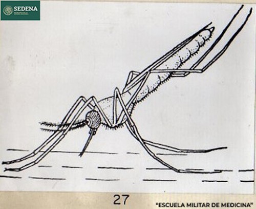 Imagen de Representación gráfica del mosquito culex o mosquito común, responsable de la transmisión de distintas enfermedades (atribuido)