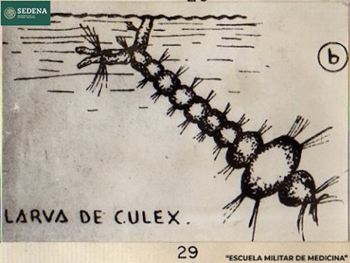 Imagen de Larva de culex (propio), Representación gráfica de la larva, vista en diagonal, del mosquito culex o mosquito común, responsable de la transmisión de distintas enfermedades (atribuido)