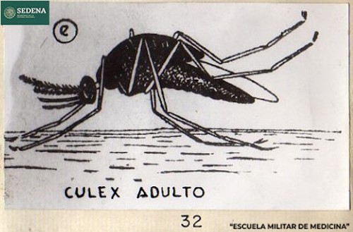 Imagen de Culex adulto (propio), Representación gráfica de la morfología del mosquito culex o mosquito común adulto, responsable de la transmisión de distintas enfermedades (atribuido)