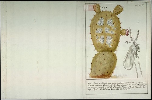 Imagen de Plancha 3, fig. 1. Penca de nopal con grana copiada del natural. Observaciones de José Antonio Álzate (atribuido)