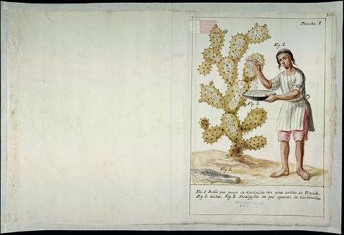 Imagen de Plancha 7, fig. 1. Indio que recoge la cochinilla con una colita de venado. Observaciones de José Antonio Álzate (atribuido)