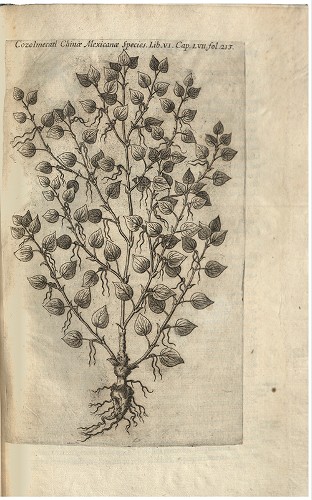 Imagen de Rerum medicarum Novae Hispaniae thesaurus, ilustración vegetal (atribuido)