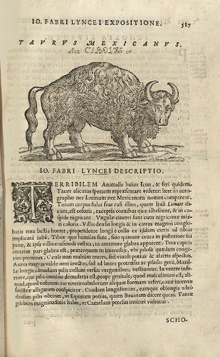Imagen de Rerum medicarum Novae Hispaniae thesaurus, ilustración animal (atribuido)