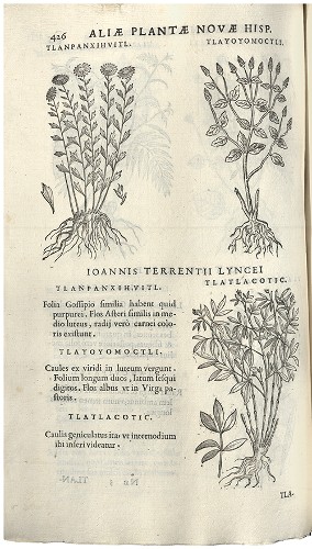 Imagen de Rerum medicarum Novae Hispaniae thesaurus, ilustración vegetal (atribuido)