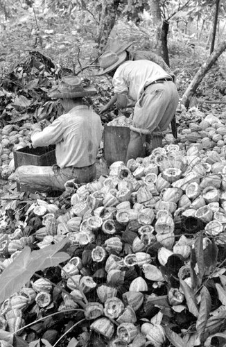 Imagen de Hombres cortando fruta para la extracción de la semilla de cacao (propio)