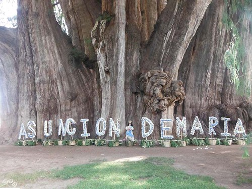 Imagen de El árbol celebra la Asunción de María (atribuido)