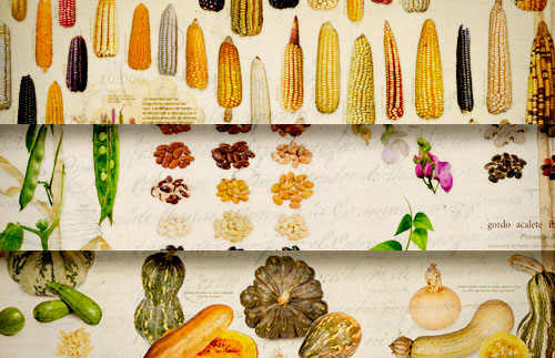 Portadilla de <p>La tríada mesoamericana: maíz, frijol y calabaza</p>