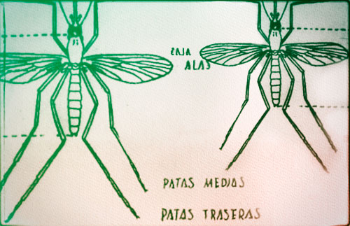 Portadilla de <p>La malaria: un acercamiento gráfico</p>