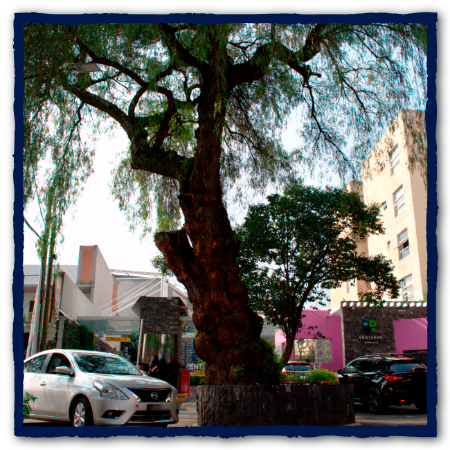  
                                        <div class='box-txt-carrusel'>
                                            <div class='pie-foto-box'>
                                               <p class='txt-carrusel'>Pirul y Ventanas Coyoacán.</p>
                                            </div>
                                            <div class='ObjetoDigital'>
                                                       <a href='//memoricamexico.gob.mx/swb/memorica/Cedula?oId=3LQ2AJ8BefUxSyutWa-T' target='_blank' class=''>Ir a recurso</a>
                                            </div>  
                                        </div>