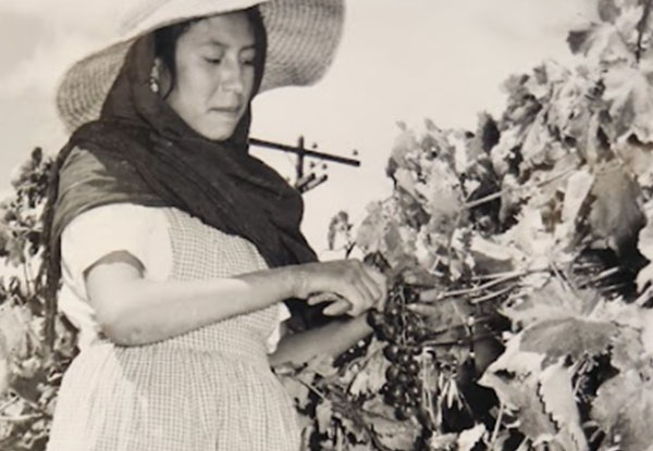 <h4 class='amarillo'></h4>
            
                                <br>
                                Trabajadora agrícola cosechando uvas en la localidad de San Marcos, 1963, Aguascalientes, Aguascalientes.

                                <br>
                                <br>
                                CONAGUA-AHA, Fondo Colección Fotográfica, Caja 519, Expediente 14780.

                                <br>
                                <br>
                                <a href='//memoricamexico.gob.mx/swb/memorica/Cedula?oId=XdhXH44BlF5dMtimURqV' target='_blank' class='ObjetoDigital'>Recurso digital</a>
                                