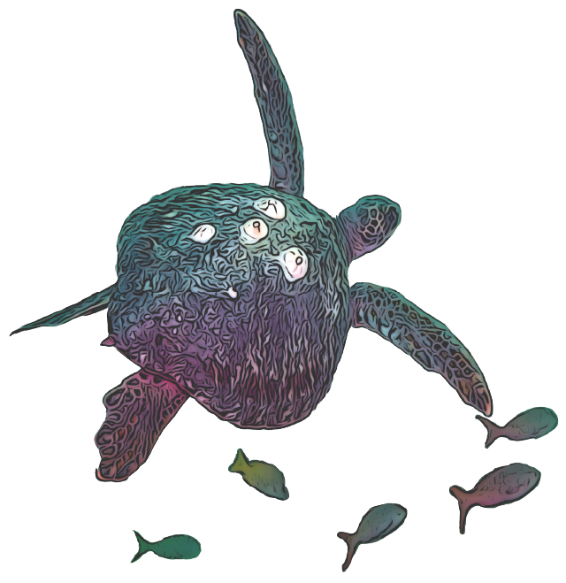 tortuga