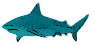 un tiburon