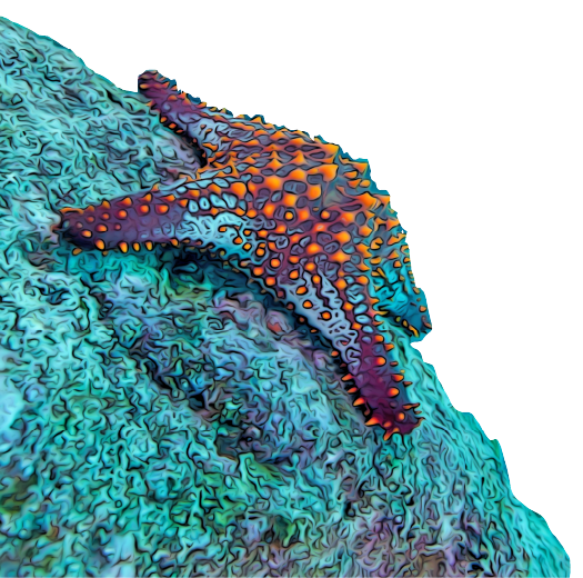 Estrella de mar