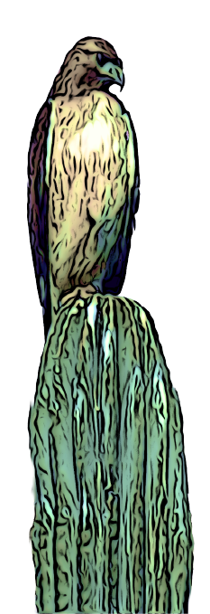 aguila en un cactus