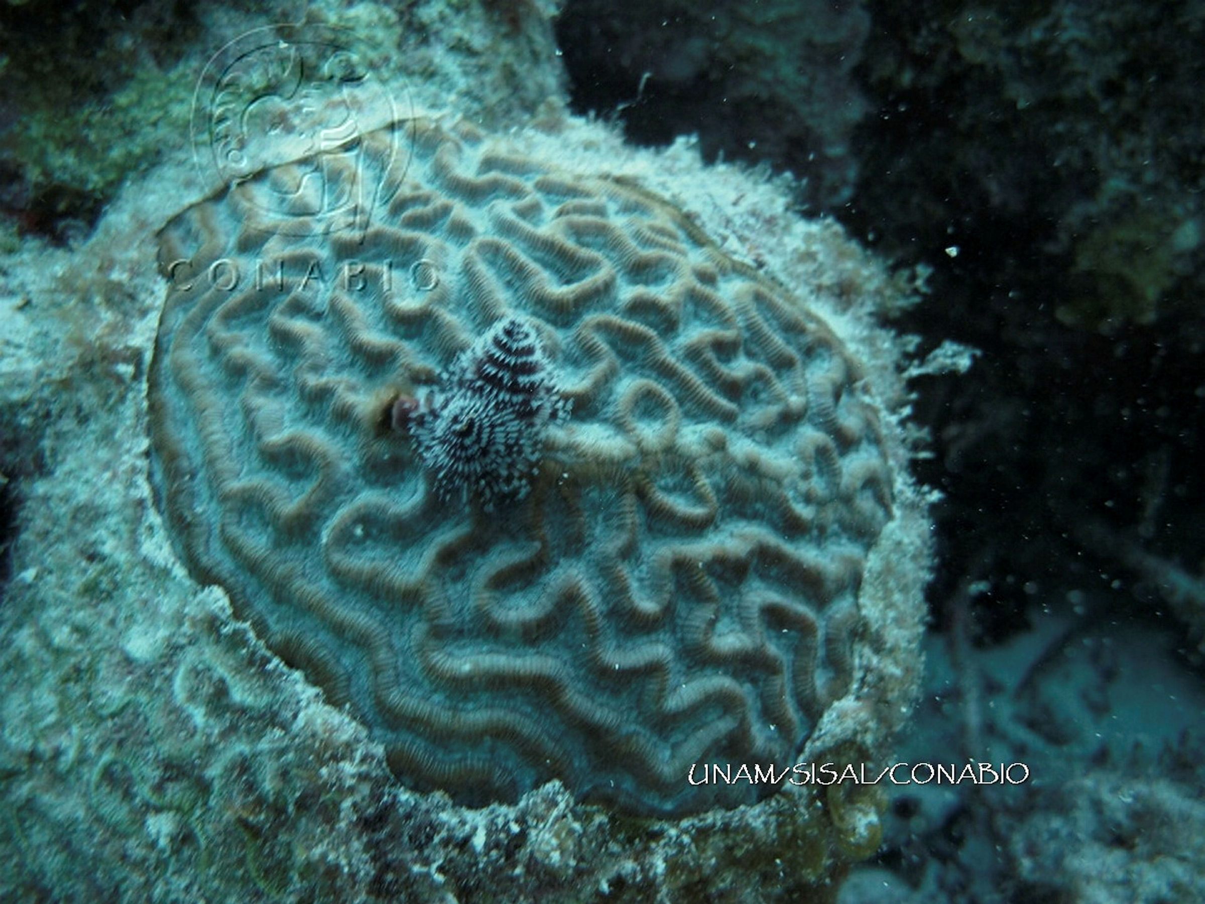 Coral y gusano de Navidad del Caribe (<i>Faviidae y Spirobranchus giganteus</i>). ). Fotografía de Benjamín Magaña Rodríguez, 2024. Banco de imágenes de la Conabio.<br><br><a href='https://memoricamexico.gob.mx/swb/memorica/Cedula?oId=b8OLp5YBsCEMZ7JP-aXz' target='_blank' class='btm-ObjetoDigital'>Recurso digital</a>