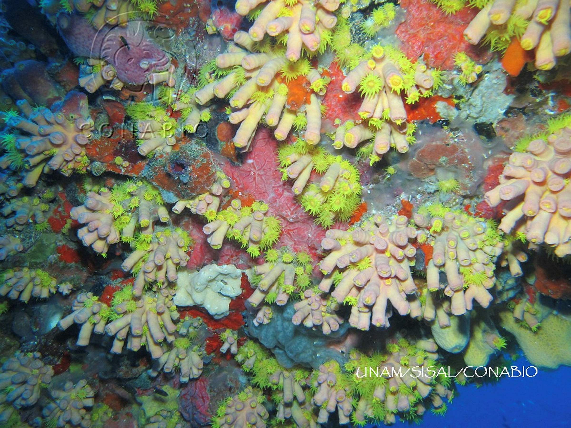 Coral sol (<i>Tubastraea coccinea</i>). Fotografía de Antar Mijail Pérez Botello, 2019. Banco de imágenes de la Conabio.<br><br><a href='https://memoricamexico.gob.mx/swb/memorica/Cedula?oId=cMOLp5YBsCEMZ7JP-aX_' target='_blank' class='btm-ObjetoDigital'>Recurso digital</a>