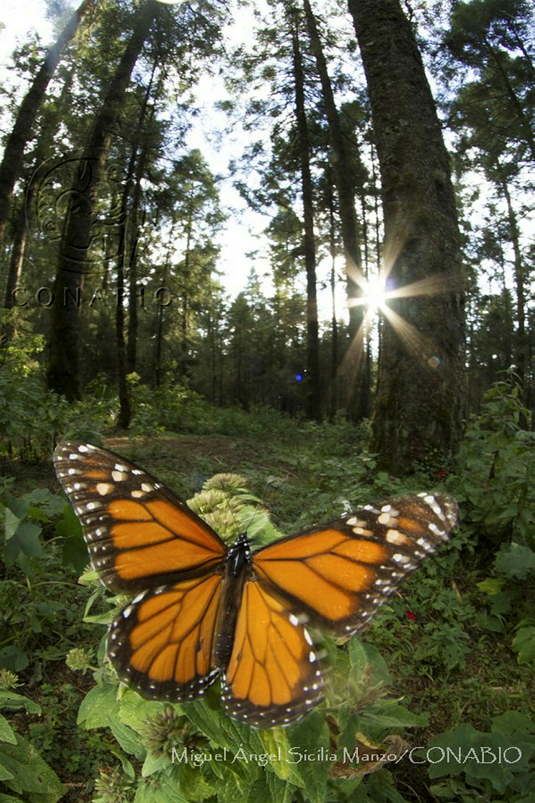 Mariposa monarca. Fotografía de Miguel Ángel Sicilia Manzo, 2017. Banco de imágenes de la Conabio. <br><br><a href='https://memoricamexico.gob.mx/swb/memorica/Cedula?oId=csOLp5YBsCEMZ7JP-qUW' target='_blank' class='btm-ObjetoDigital'>Recurso digital</a>
                                