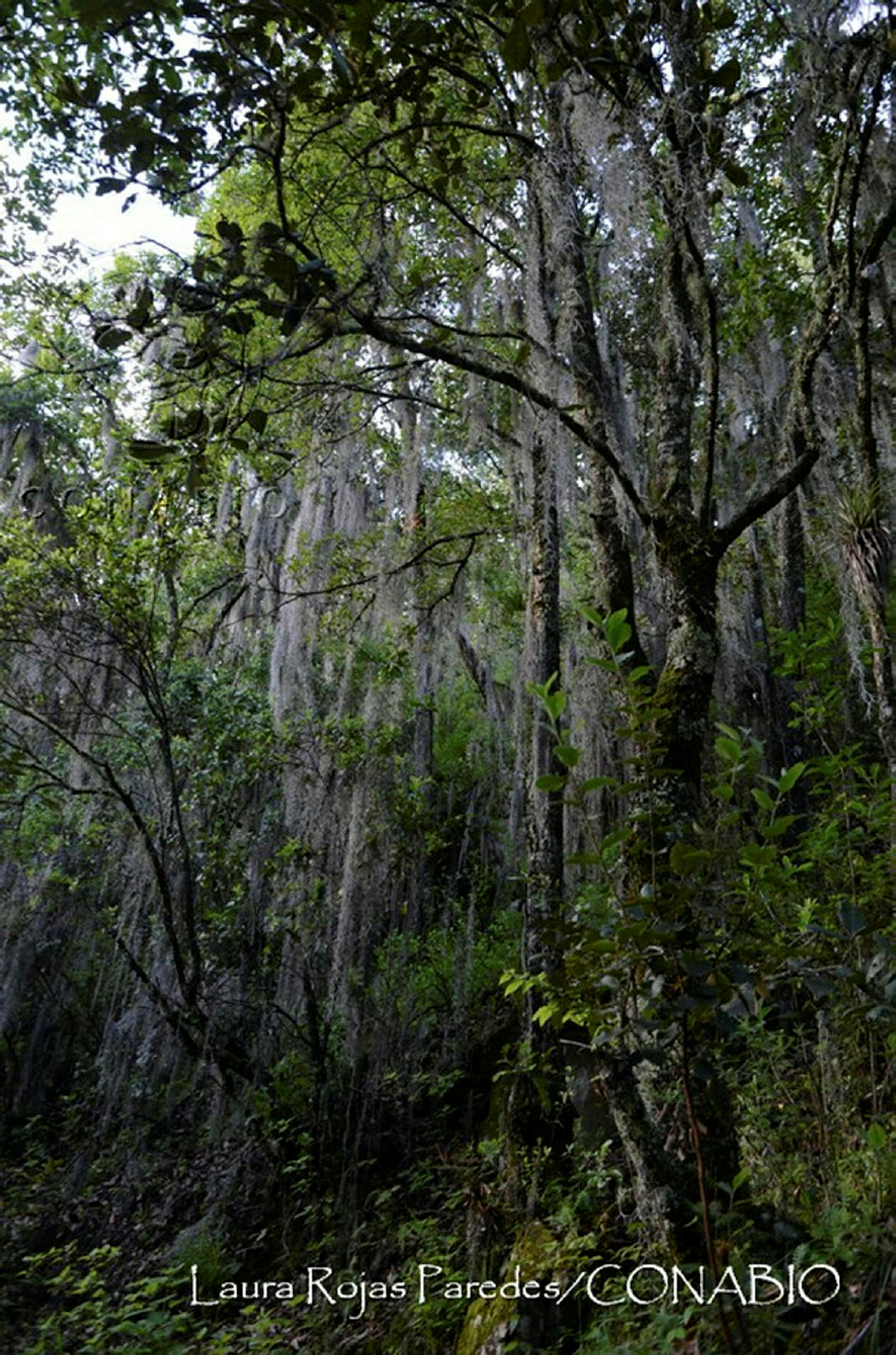 Bosque tropical 
                                    (Oaxaca). Fotografía de Laura Rojas Paredes, 2019. Banco de imágenes de la Conabio.<br><br><a href='https://memoricamexico.gob.mx/swb/memorica/Cedula?oId=dMOLp5YBsCEMZ7JP-qUt' target='_blank' class='btm-ObjetoDigital'>Recurso digital</a>